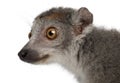 Close-up of Crowned lemur, Eulemur coronatus, 2 years old