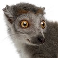 Close-up of Crowned lemur, Eulemur coronatus, 2 years old