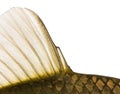 Close-up of a Crucian carp caudal fin, Carassius carassius