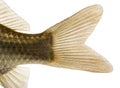 Close-up of a Crucian carp's caudal fin, Carassius carassius