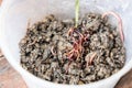 Close-up on crumps of red wiggler earthworms in container for vermicomposting Royalty Free Stock Photo