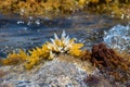 Close-up of a crystal seaweed. Nature background. Royalty Free Stock Photo