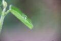 Close-up of crystal water drops on spring green leaves Royalty Free Stock Photo