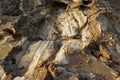 A close-up of crystallized salt in the harsh, hot and arid salt flats of the Dallol