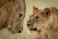 Close-up of cub reaching to nuzzle lion