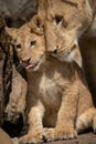 Close-up of cub sitting nuzzled by lioness Royalty Free Stock Photo