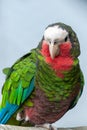 A close up of Cuban amazon Amazona leucocephala also known as Cuban parrot or the rose-throated parrot,