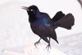 Close up of a Cuban Blackbird