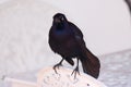 Close-up of a Cuban blackbird standing on a chair