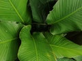 Close up of cuban cigar leaves or calathea lutea plant