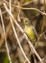 Close-up of a Cuban Vireo