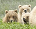 Close up of cubs