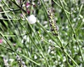 A close up of cuckoo spit on a lavender plant. Royalty Free Stock Photo