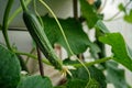 Close-up of a cucumber being infested with pests in the greenhouse