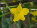 Close up of cucumber flower