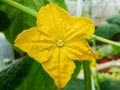A close-up of a cucumber flower in the growing field