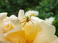 Close-up of the cucumber green spider Araniella cucurbitina on a yellow flower petal of a rose in a garden Royalty Free Stock Photo