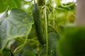 Close up of cucumber growing at garden Royalty Free Stock Photo