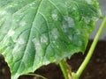 Close up of cucumber leafs with white powdery mildew Royalty Free Stock Photo