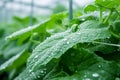 Water Droplets on Cucumber Leaves in Greenhouse Royalty Free Stock Photo
