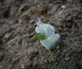 Close up of a cucumber seedling at cotyledon stage Royalty Free Stock Photo
