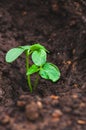 Close up of cucumber seedling in humus ground