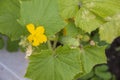 Close up of cucumber sprouts. Young small cucumbers among green leaves in a garden. Blooming cucumber plant.