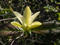 Close-up of the cucumber tree or cucumbertree (Magnolia acuminata) flowering with yellow-green flower Royalty Free Stock Photo