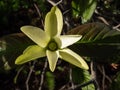 Close-up of the cucumber tree or cucumbertree or blue magnolia (Magnolia acuminata) flowering with yellow-green flower Royalty Free Stock Photo