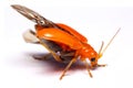 Close up Cucurbit leaf beetle, Aulacophora indica on a white background