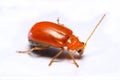 Close up Cucurbit leaf beetle, Aulacophora indica on a white background