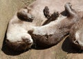 Close up of cuddling sleepy Oriental Short Clawed Otters Royalty Free Stock Photo