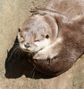 Close up of cuddling sleepy Oriental Short Clawed Otters Royalty Free Stock Photo