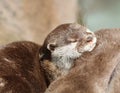 Close up of cuddling sleepy Oriental Short Clawed Otters Royalty Free Stock Photo