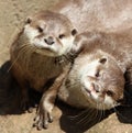 Close up of cuddling sleepy Oriental Short Clawed Otters Royalty Free Stock Photo