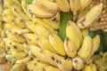 Close up cultivated bananas or Pisang Awak Bananas or  Kluai  Namwa Musa sapientum Linn Musa ABB CV.Kluai Namwa Royalty Free Stock Photo