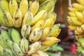 Close up cultivated bananas or Pisang Awak Bananas or Kluai Namwa Musa sapientum Linn Musa ABB CV.Kluai Namwa