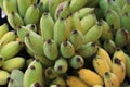 Close up of cultivated bananas or Thai bananas bunch Royalty Free Stock Photo
