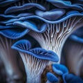 Close up of cultivated blue oyster mushrooms growing in fungi farm