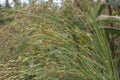 Cultivated sorghum field