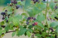 Close-up Cumberland Black raspberry bush