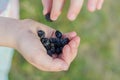 Close-up of Cumberland Black raspberries in child hands