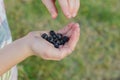 Close-up of Cumberland Black raspberries in child hands