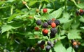 A close-up on cumberland black raspberry plant with a lot of ripe and unripe sweet vitamin berries