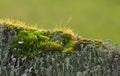 cup lichen (Cladonia fimbriata) growing on old wood Royalty Free Stock Photo