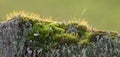 cup lichen (Cladonia fimbriata) growing on old wood Royalty Free Stock Photo