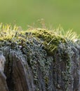 cup lichen (Cladonia fimbriata) growing on old wood Royalty Free Stock Photo