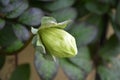 Cup-and-Saucer flower bud Cobaea scandens