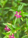 Close-up of a cuphea hyssopifolia flower