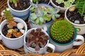 Close up of cups, jug and mugs used as pots succulent plants on wicker tray in garden after rain